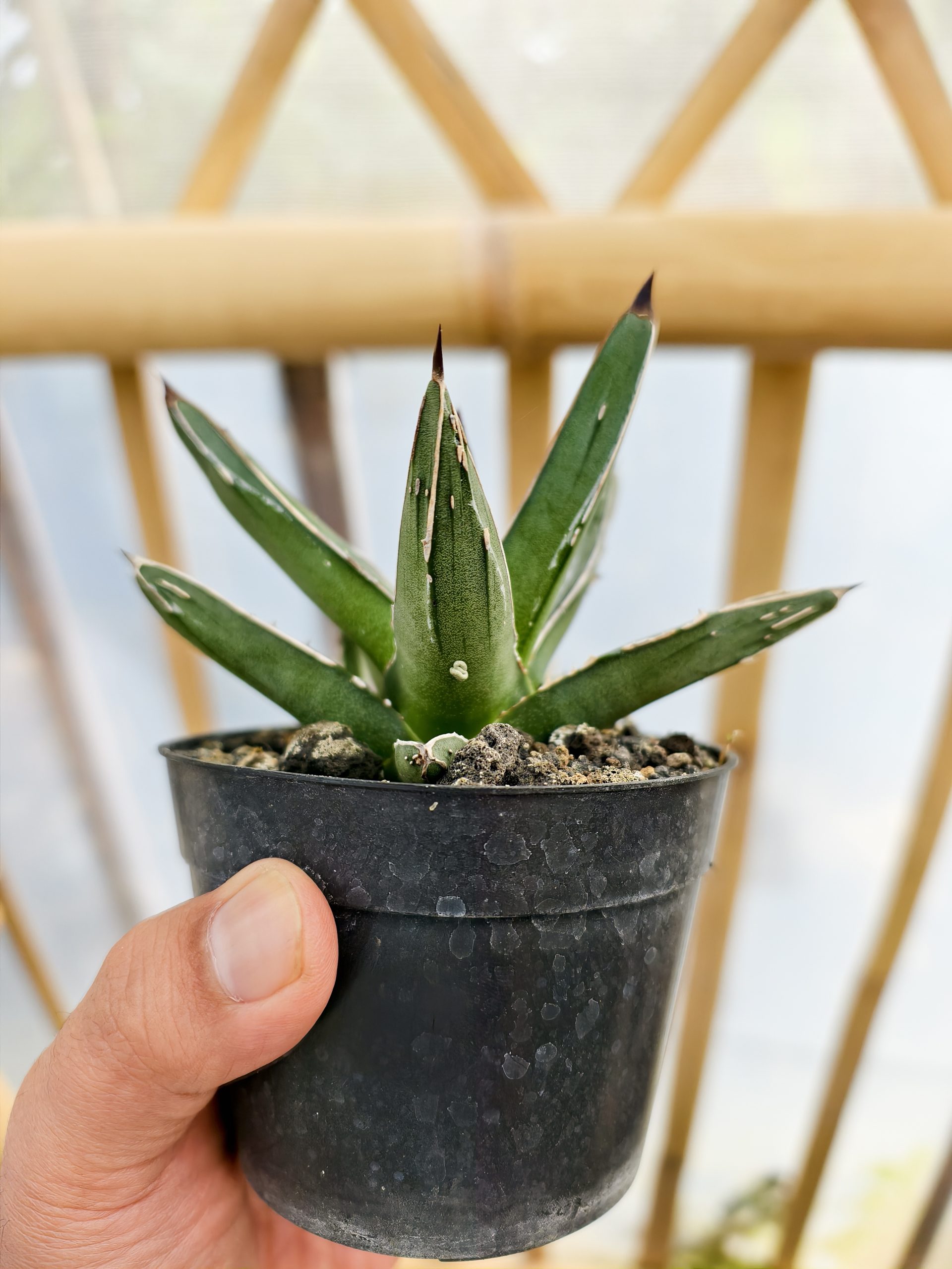 1471. Agave Ferdinandi Regis - Image 2