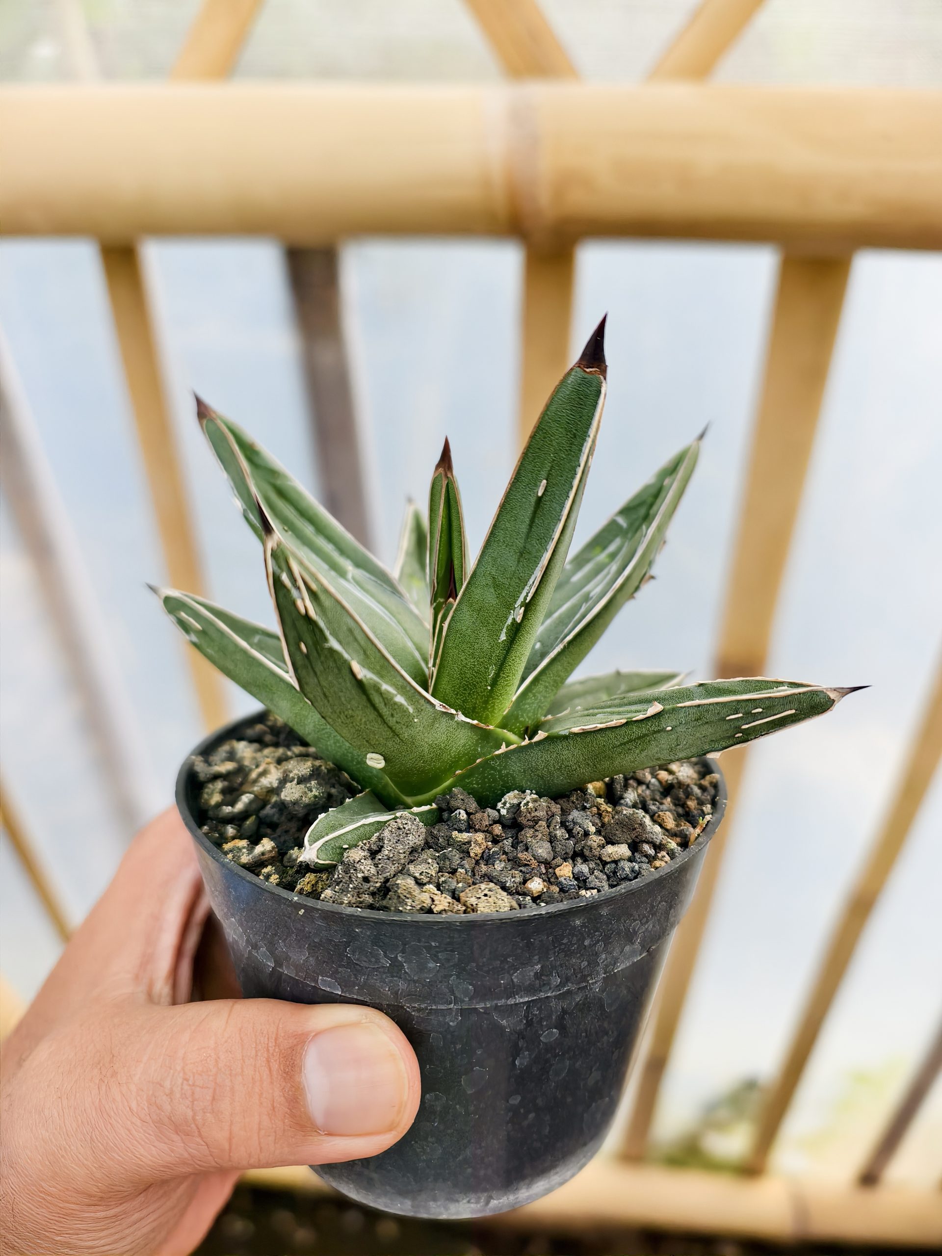 1471. Agave Ferdinandi Regis - Image 3