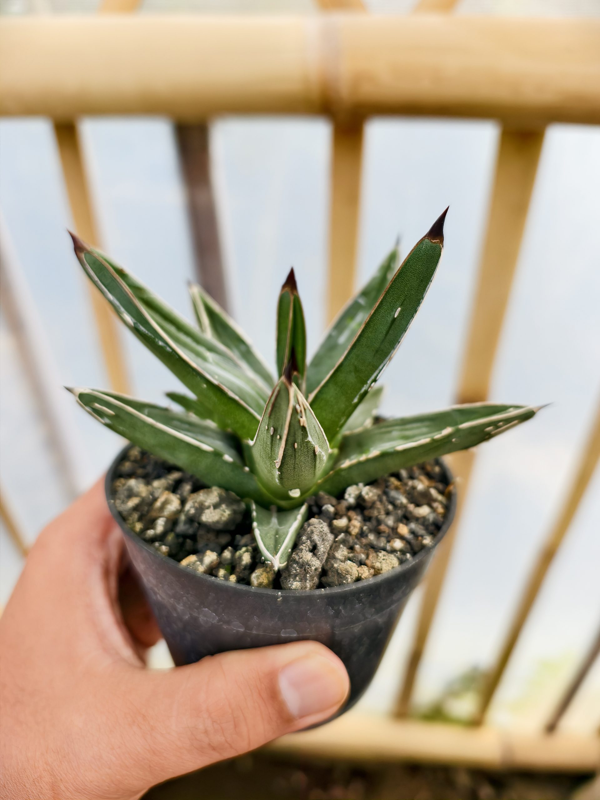 1471. Agave Ferdinandi Regis - Image 4