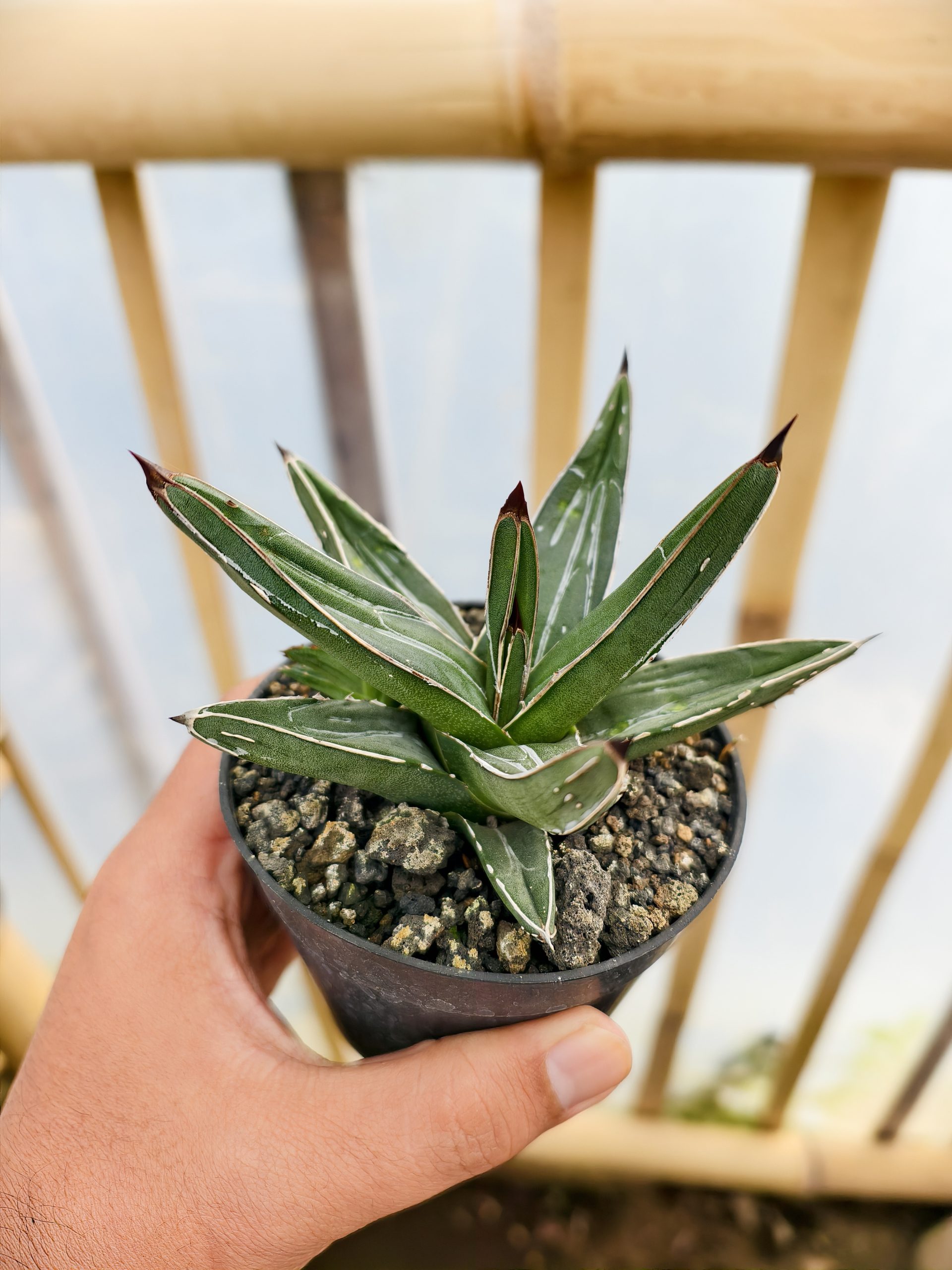 1471. Agave Ferdinandi Regis - Image 5