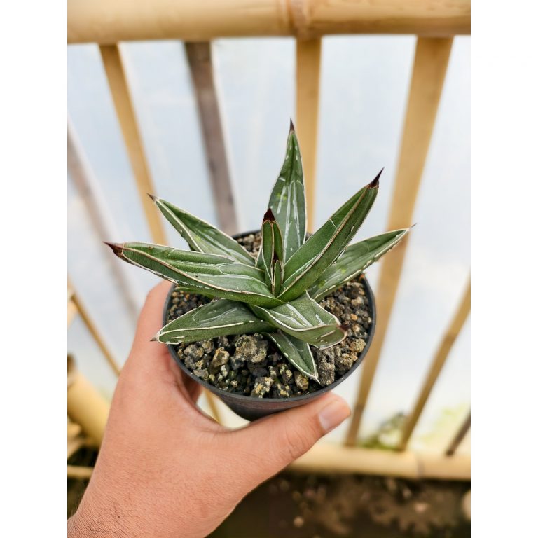 1471. Agave Ferdinandi Regis