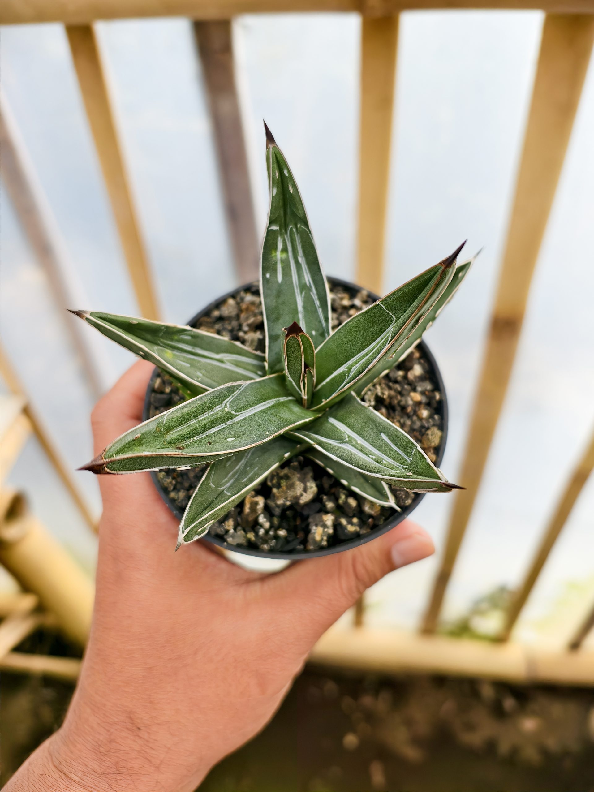 1471. Agave Ferdinandi Regis - Image 6