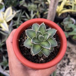 1512. Agave Filifera Compacta Pinky - Image 3