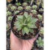 1512. Agave Filifera Compacta Pinky