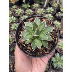 1512. Agave Filifera Compacta Pinky