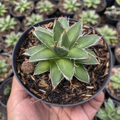 Alternative view of 1512. Agave Filifera Compacta Pinky