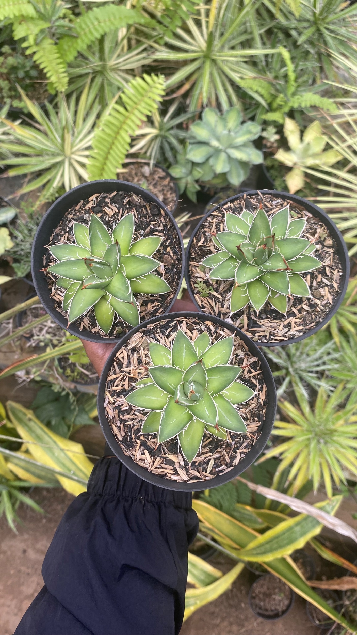 2118. Agave Filifera Compacta Pinky 3pcs - Image 2