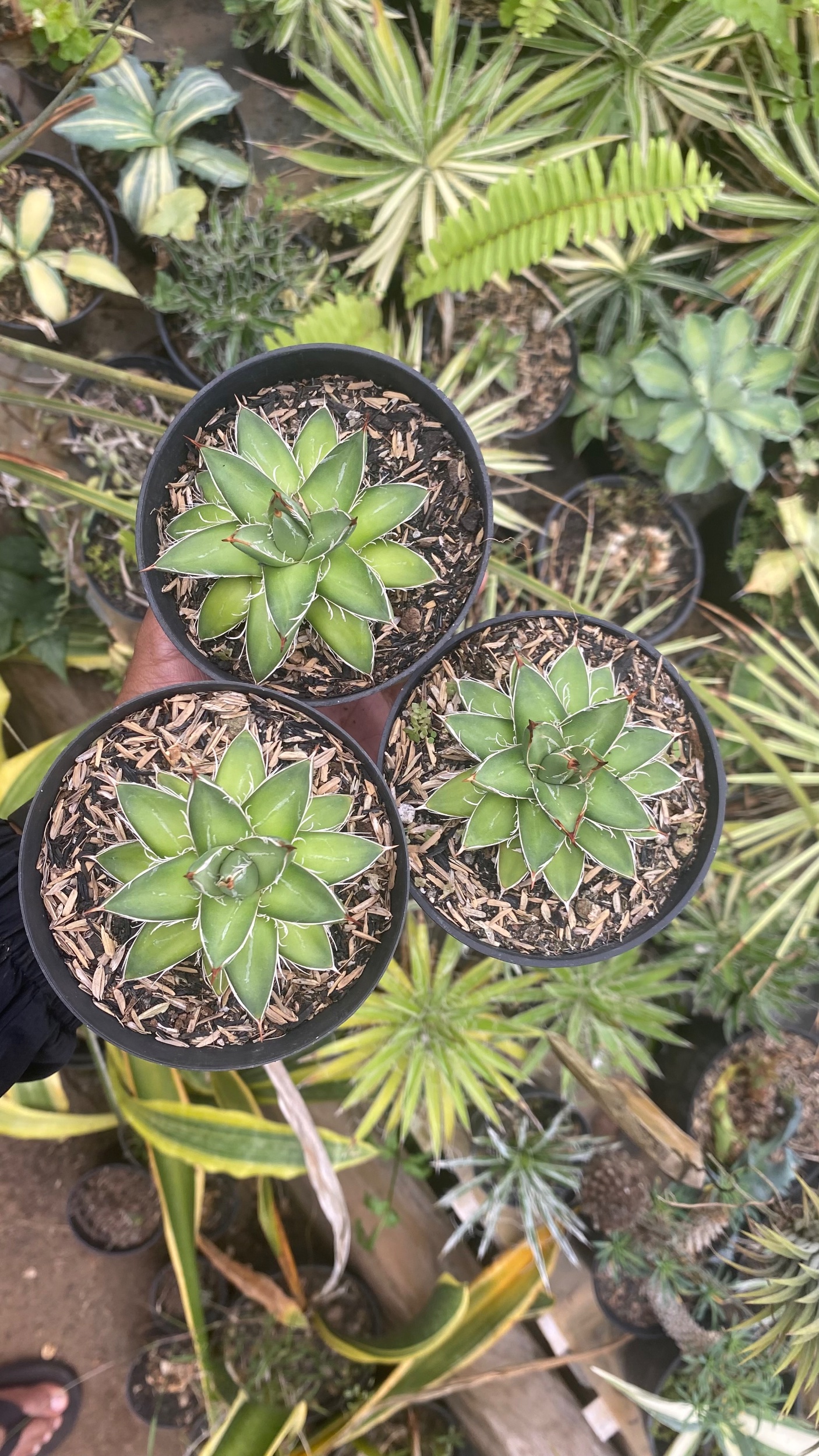 2118. Agave Filifera Compacta Pinky 3pcs - Image 3