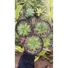 2118. Agave Filifera Compacta Pinky 3pcs