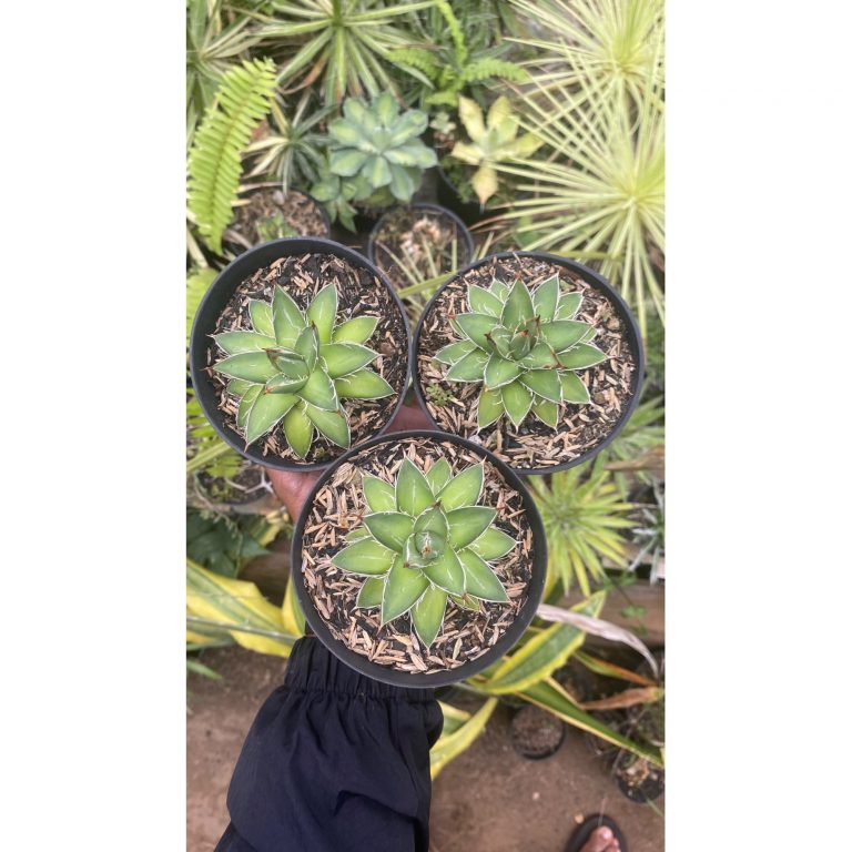 2118. Agave Filifera Compacta Pinky 3pcs