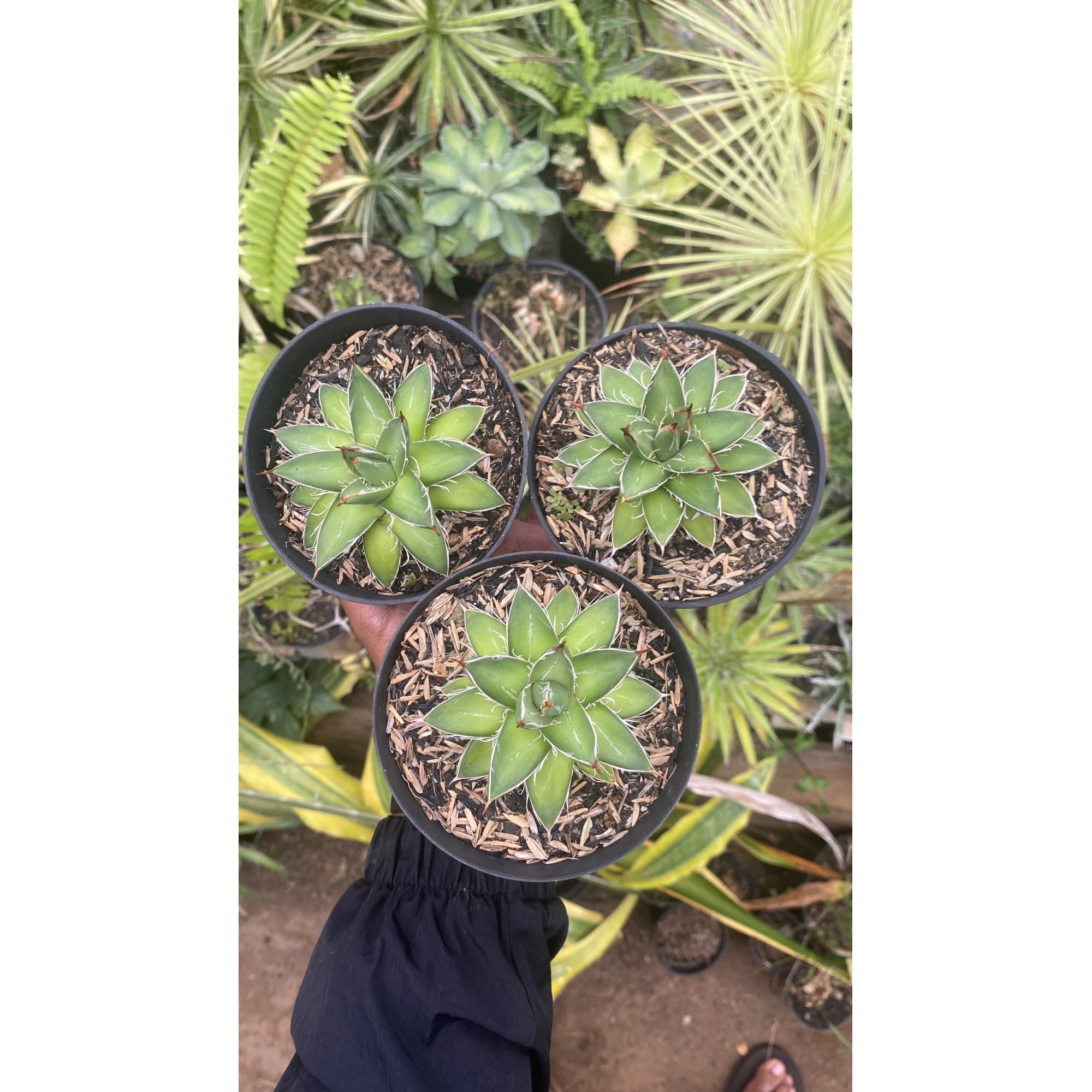 2118. Agave Filifera Compacta Pinky 3pcs