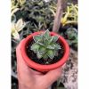 1512. Agave Filifera Compacta Pinky