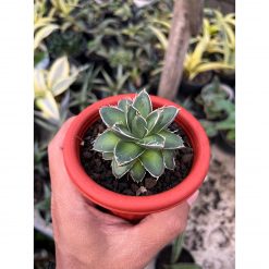 1512. Agave Filifera Compacta Pinky