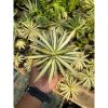 1619. Agave Filifera Mediopicta size 12 cm