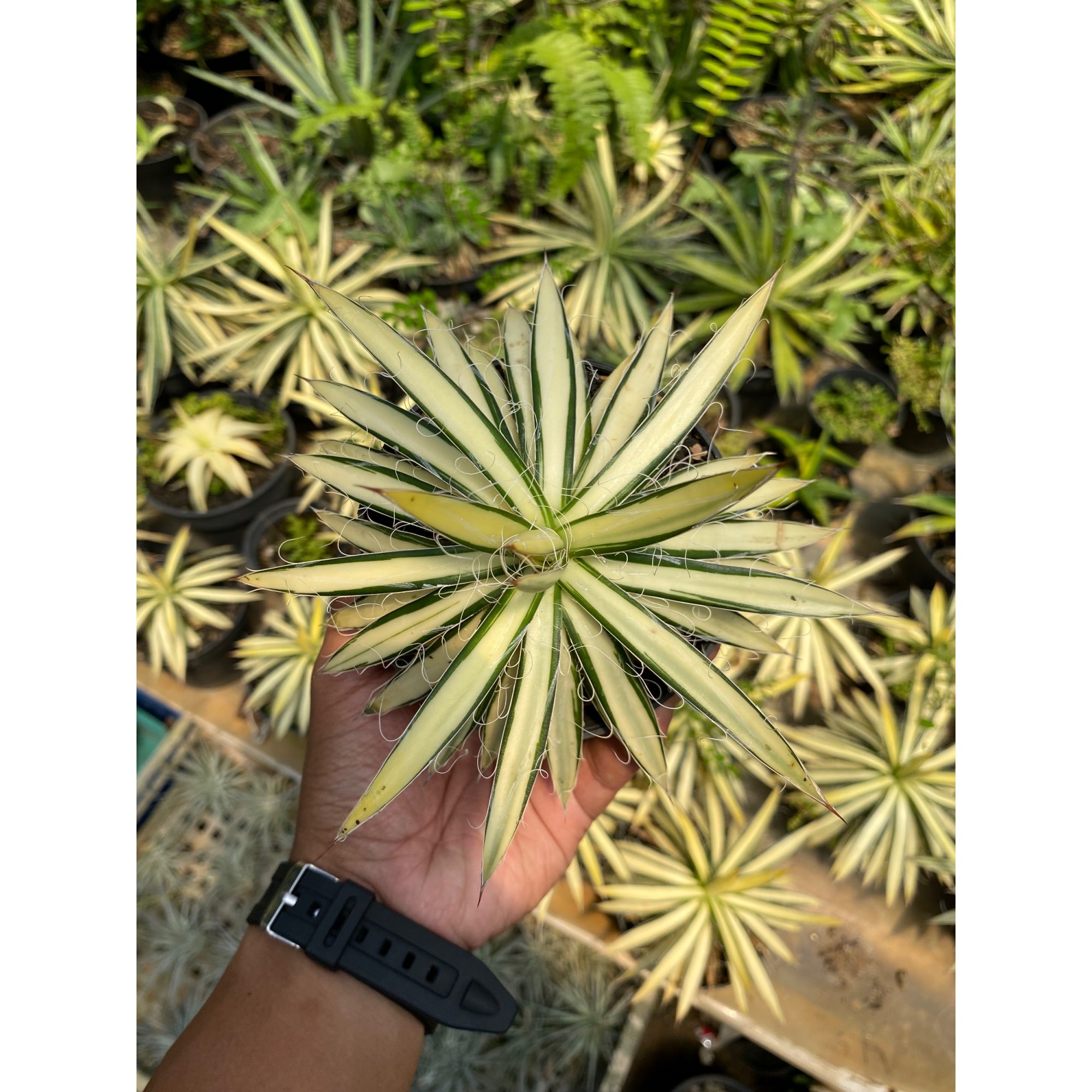 1619. Agave Filifera Mediopicta size 12 cm
