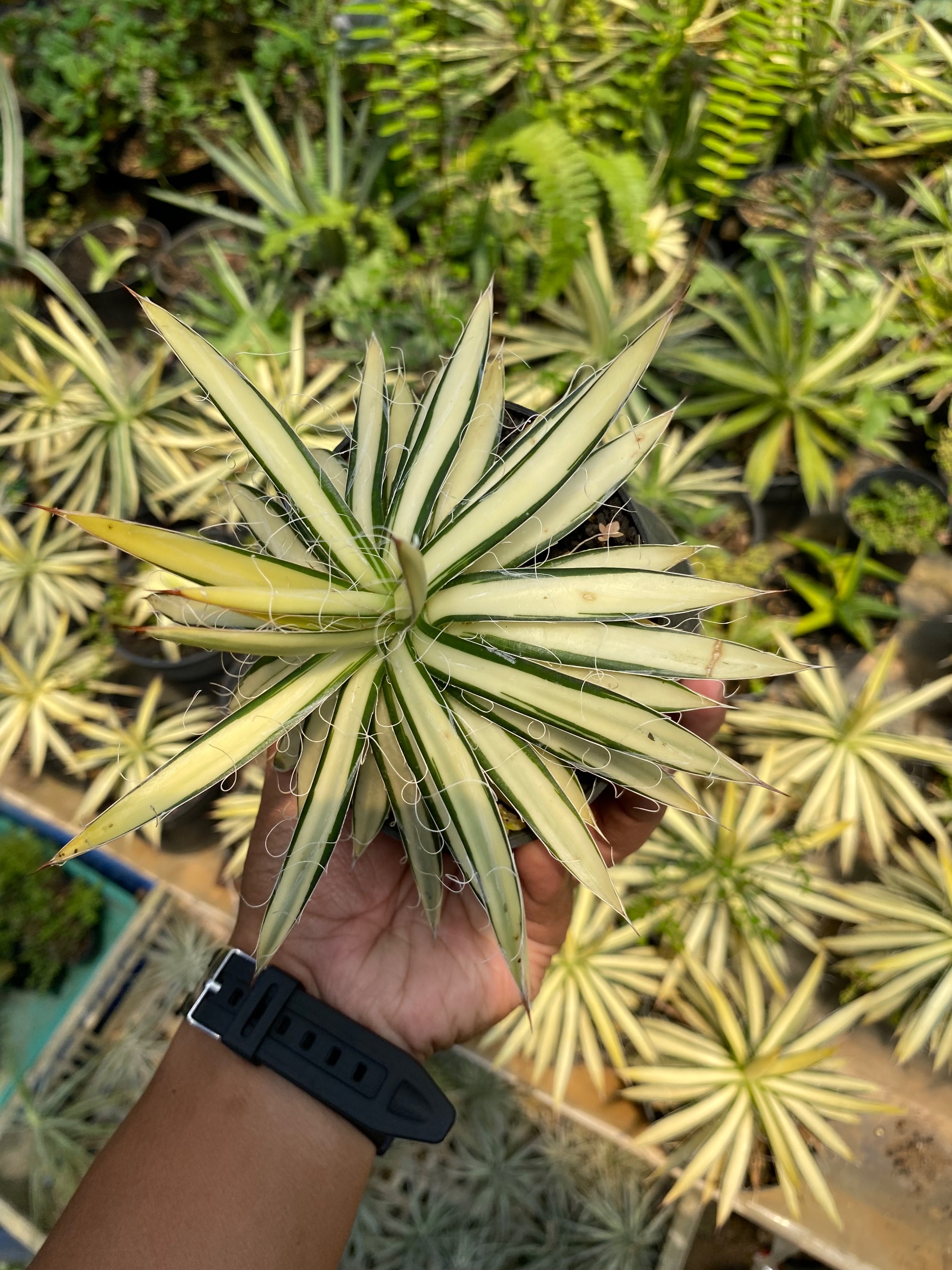 1619. Agave Filifera Mediopicta size 12 cm - Image 2