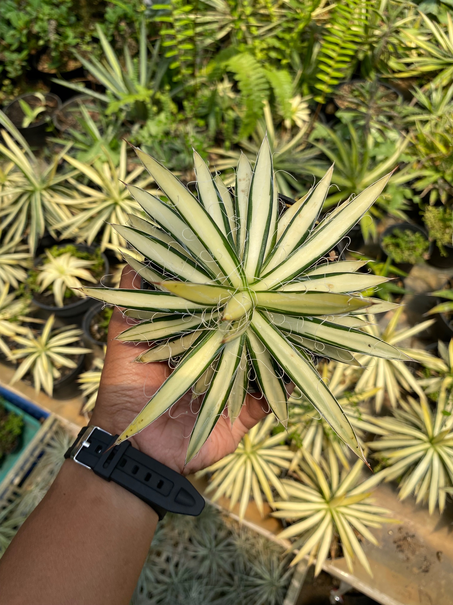 1619. Agave Filifera Mediopicta size 12 cm - Image 3