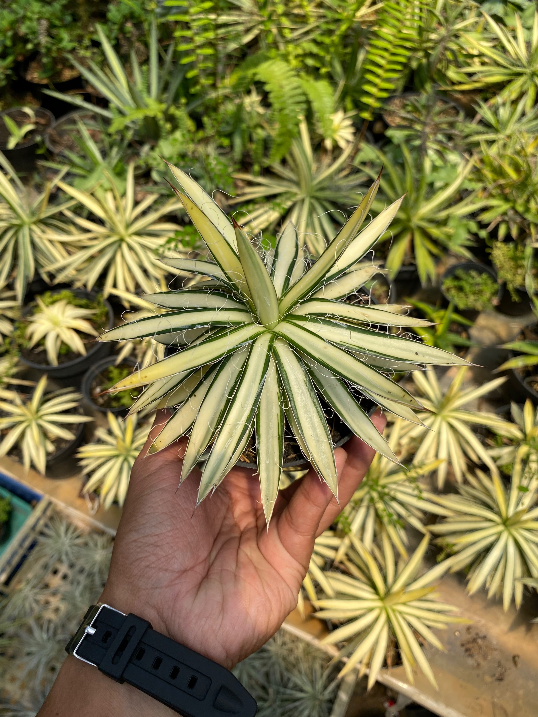 1619. Agave Filifera Mediopicta size 12 cm - Image 4