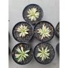1505. Agave Filifera Mediopicta size 6 cm