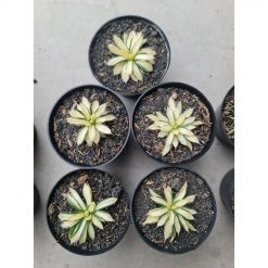 1505. Agave Filifera Mediopicta size 6 cm