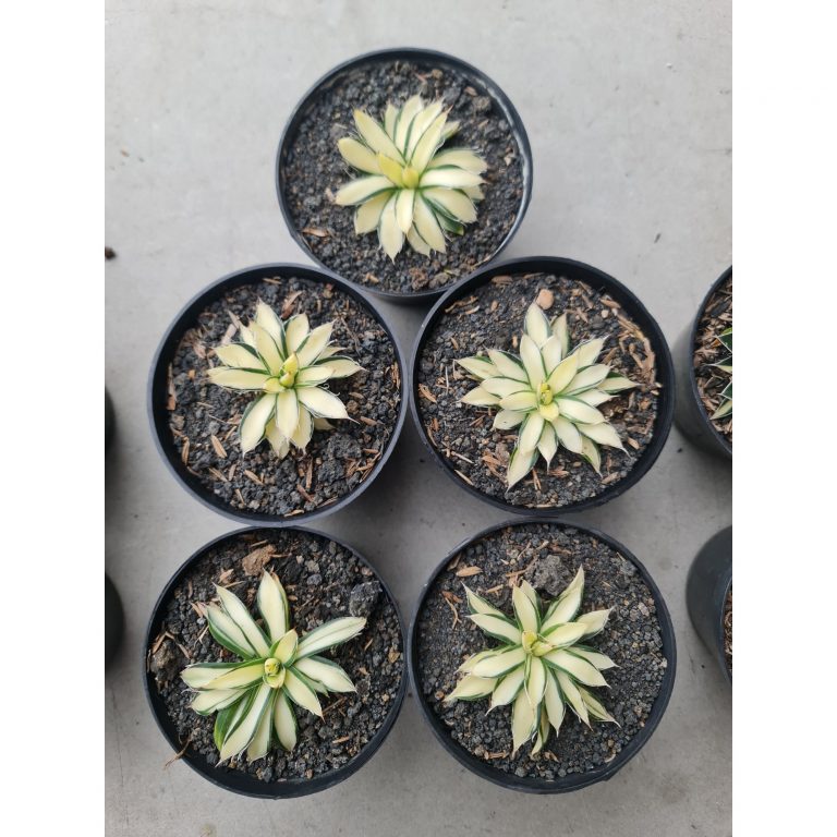 1505. Agave Filifera Mediopicta size 6 cm