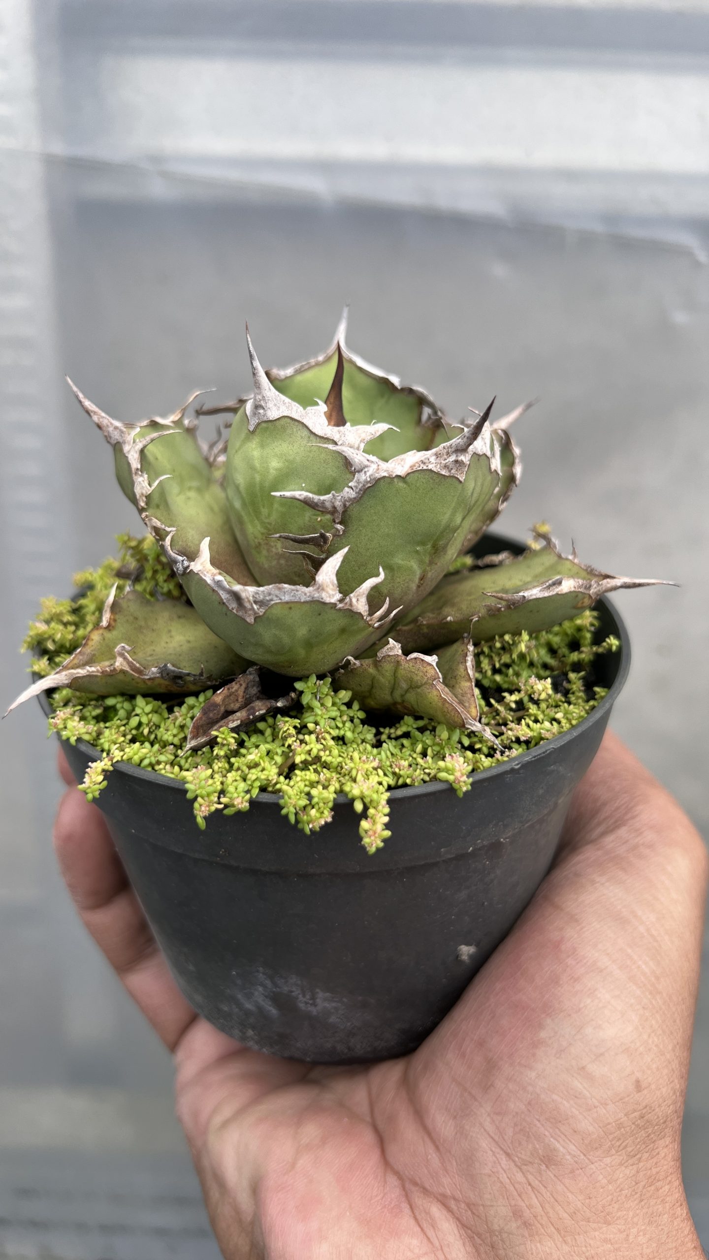 1460. Agave Fo - Image 3