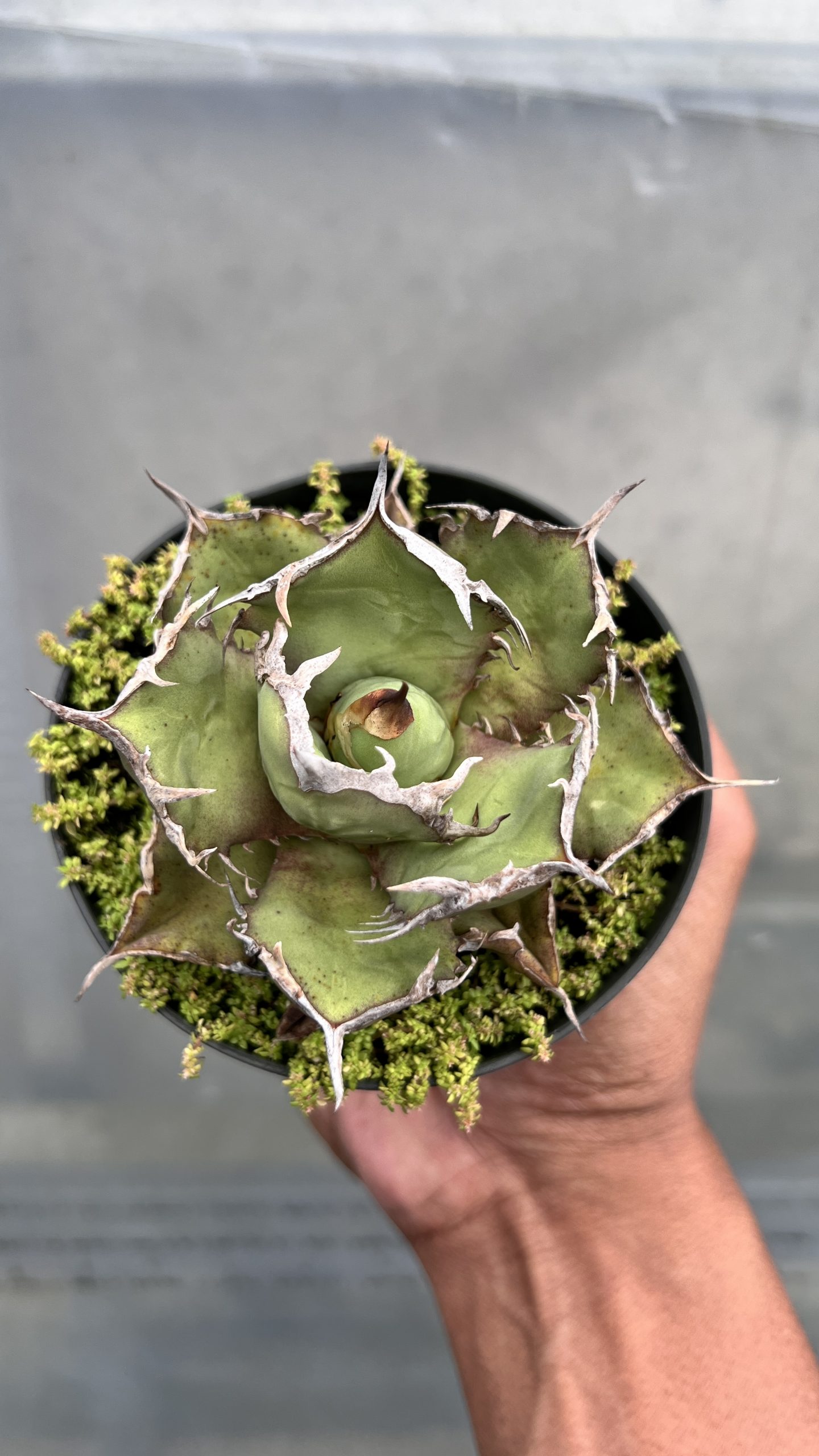 1460. Agave Fo - Image 5