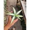 2319. Agave Guingola