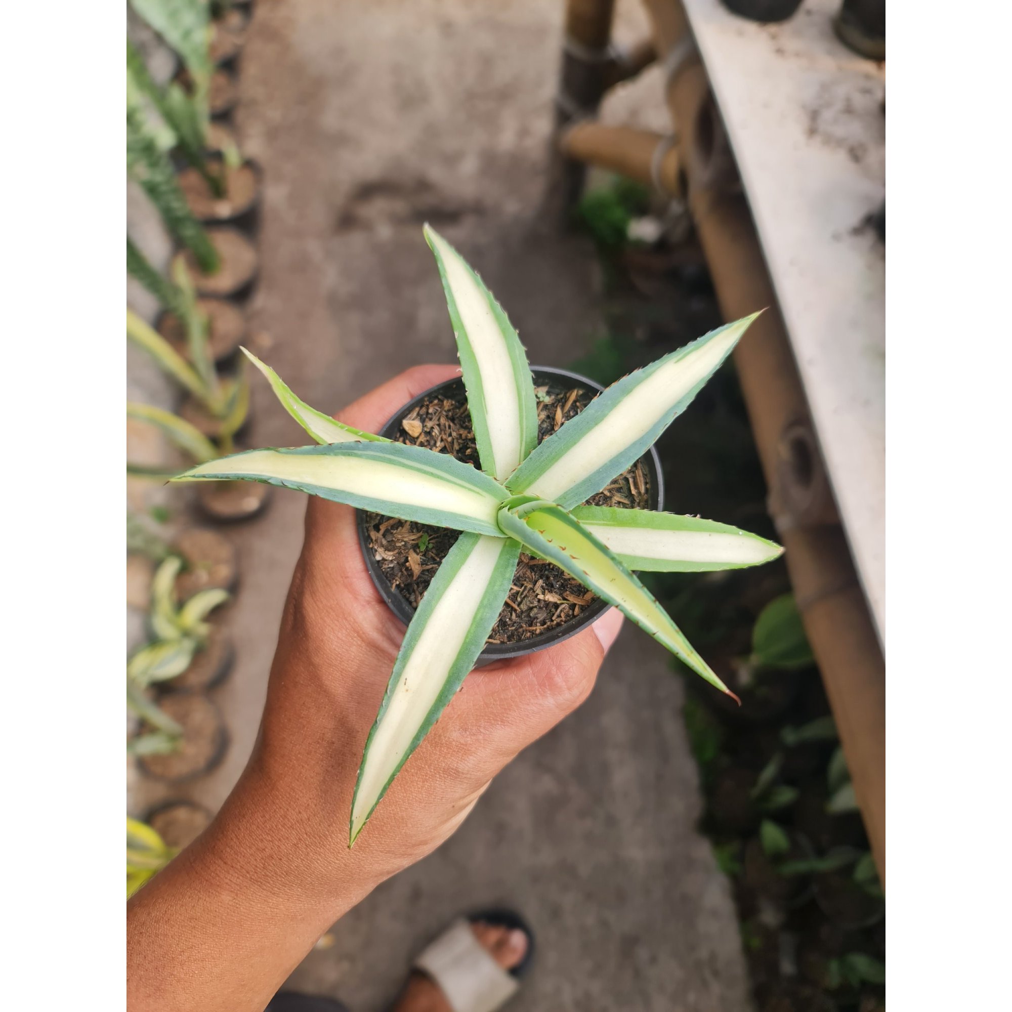 2319. Agave Guingola
