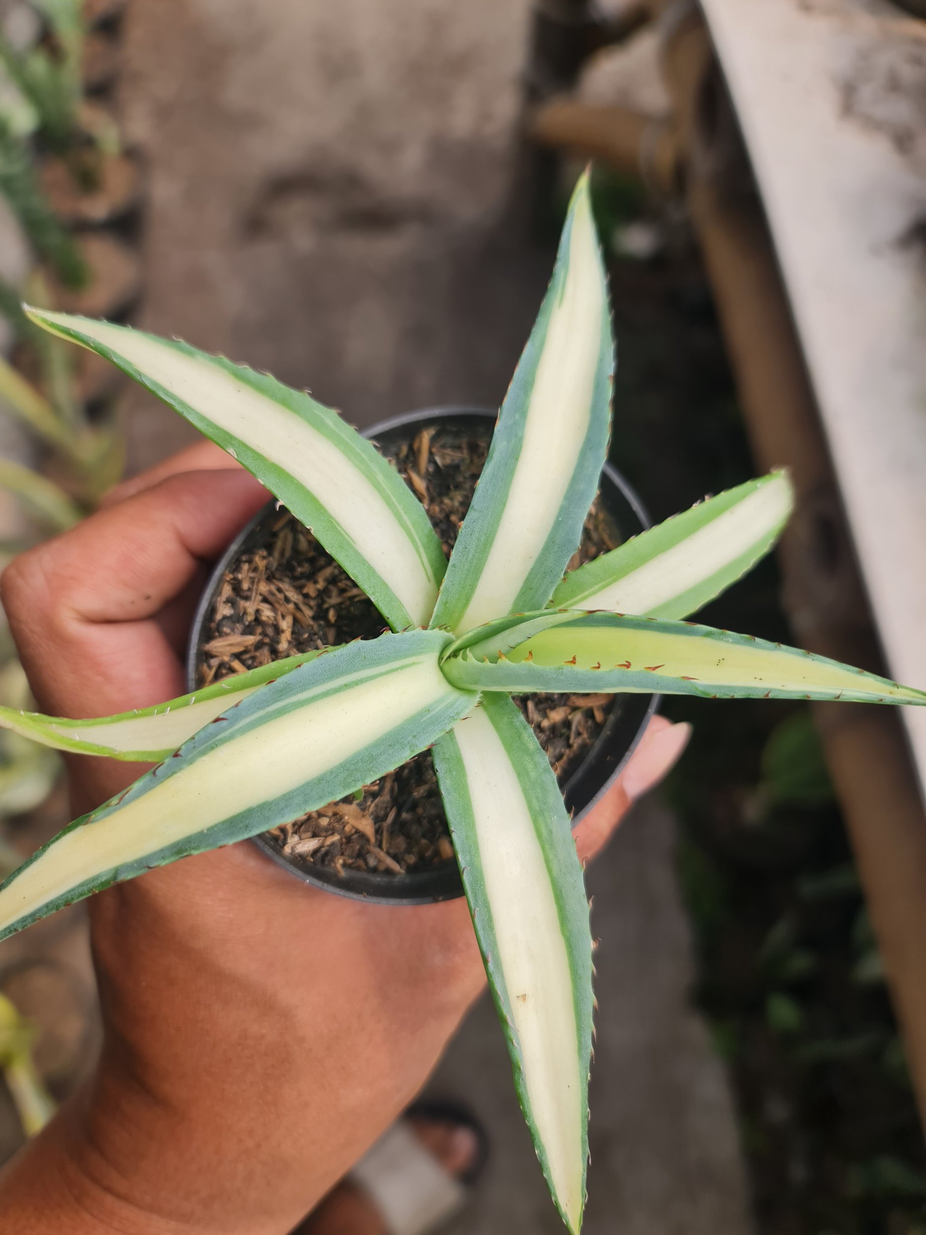 2319. Agave Guingola - Image 2