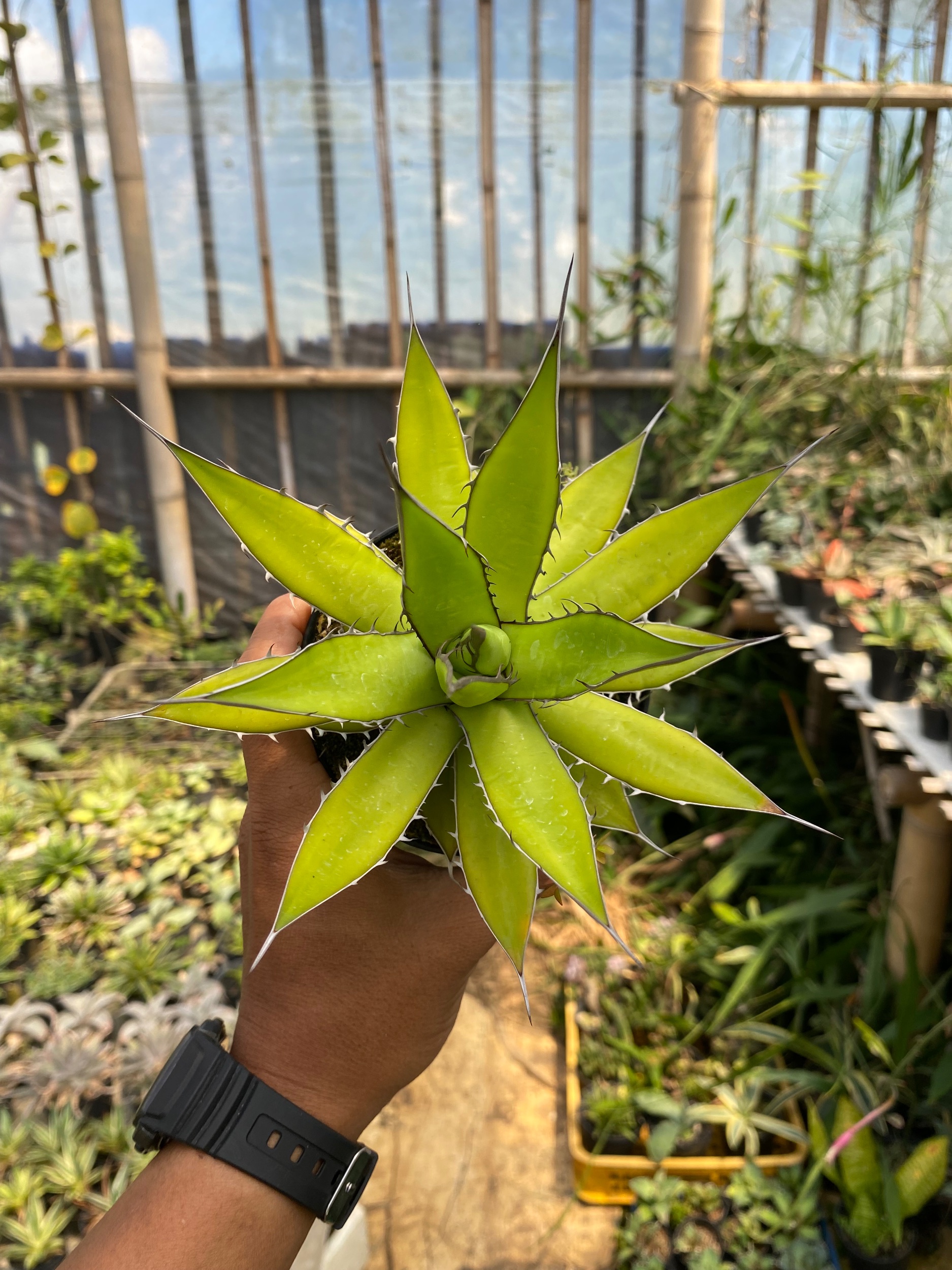 1611. Agave Horrida - Image 3