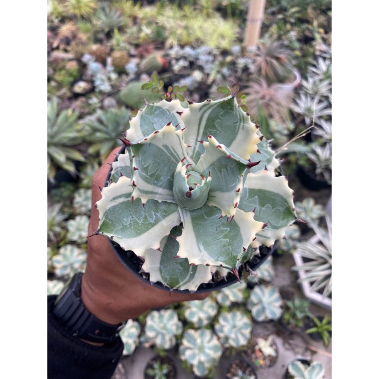 1928. Agave Isthmensis Kabutogani