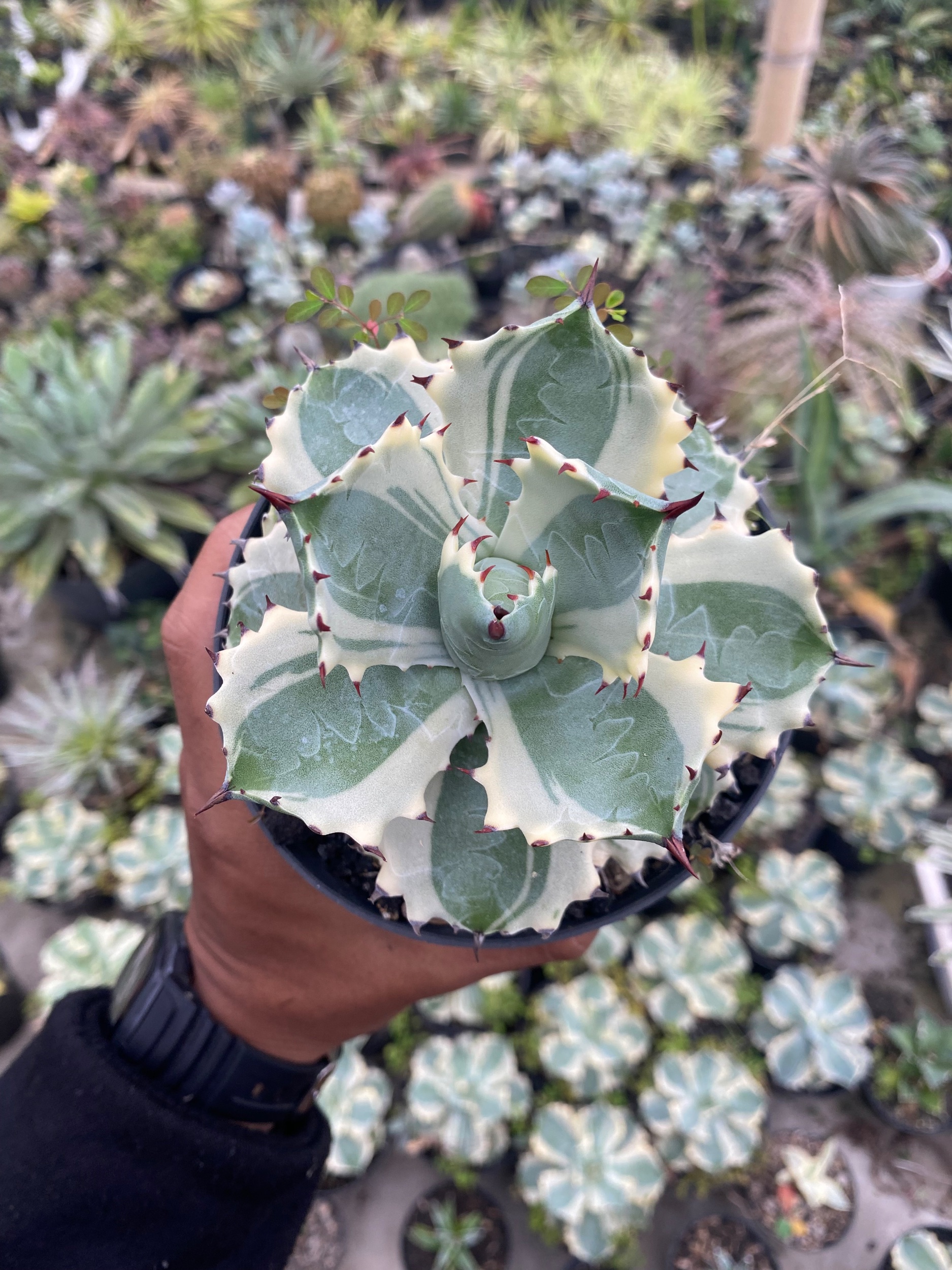 1928. Agave Isthmensis Kabutogani - Image 2