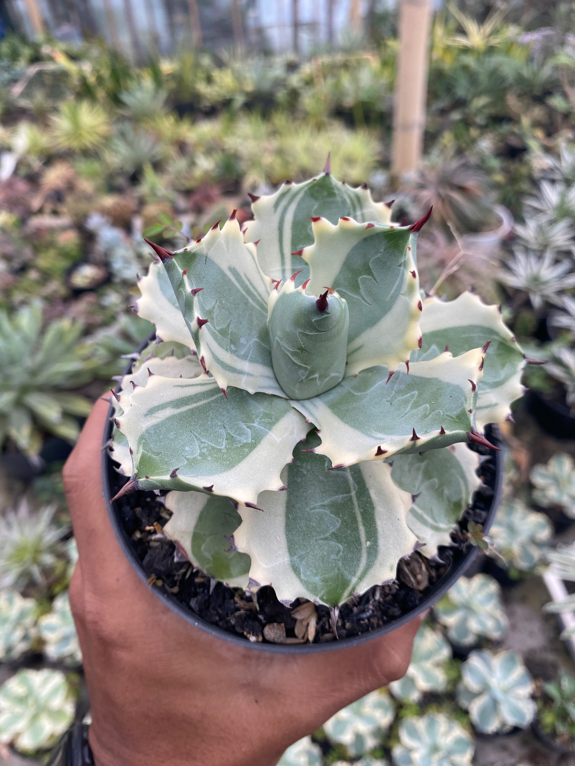 1928. Agave Isthmensis Kabutogani - Image 3