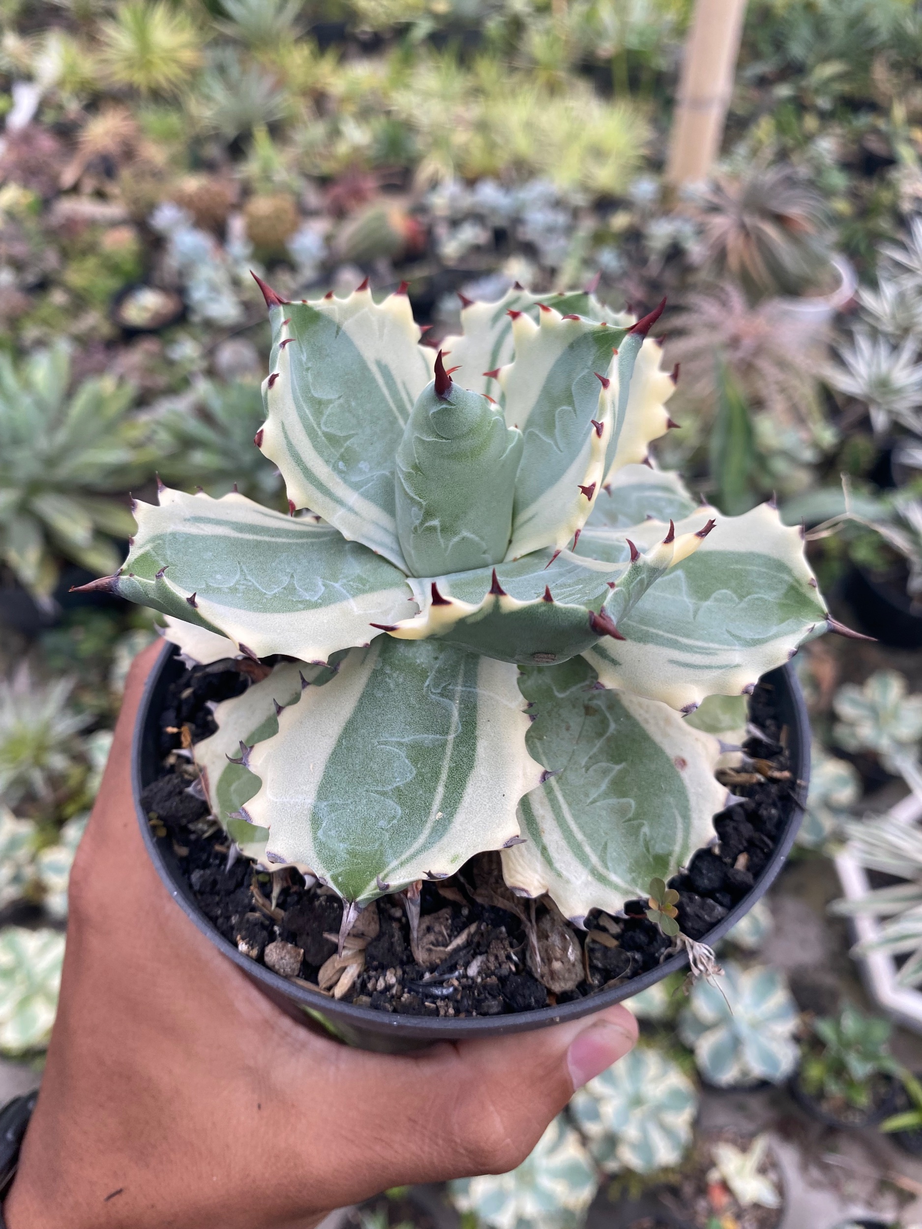1928. Agave Isthmensis Kabutogani - Image 4