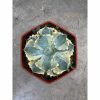 1928. Agave Isthmensis Kabutogani