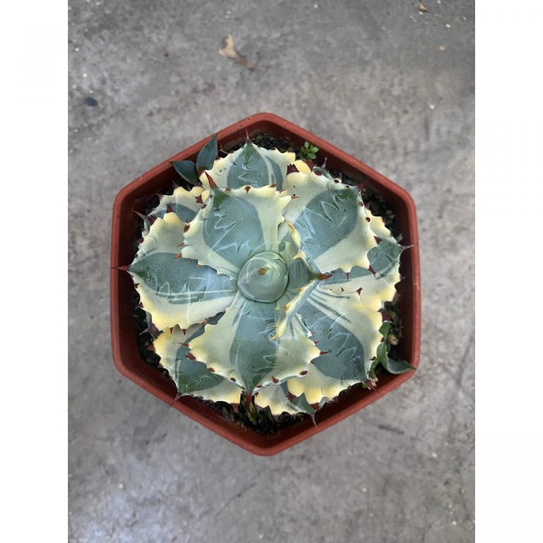 1928. Agave Isthmensis Kabutogani