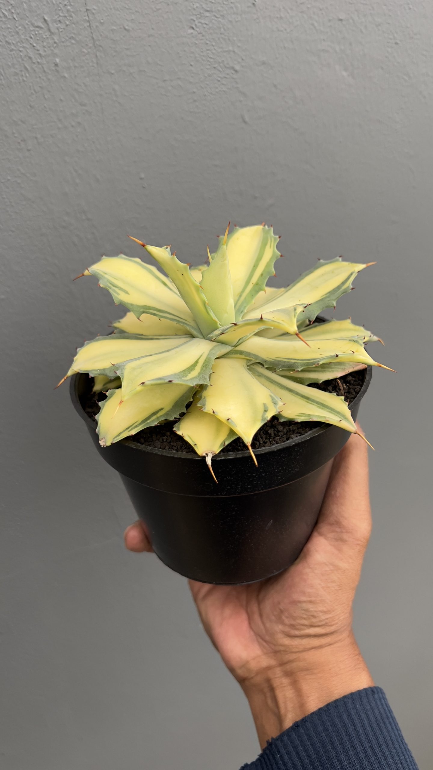 1449. Agave Istimensis Mediopicta - Image 2