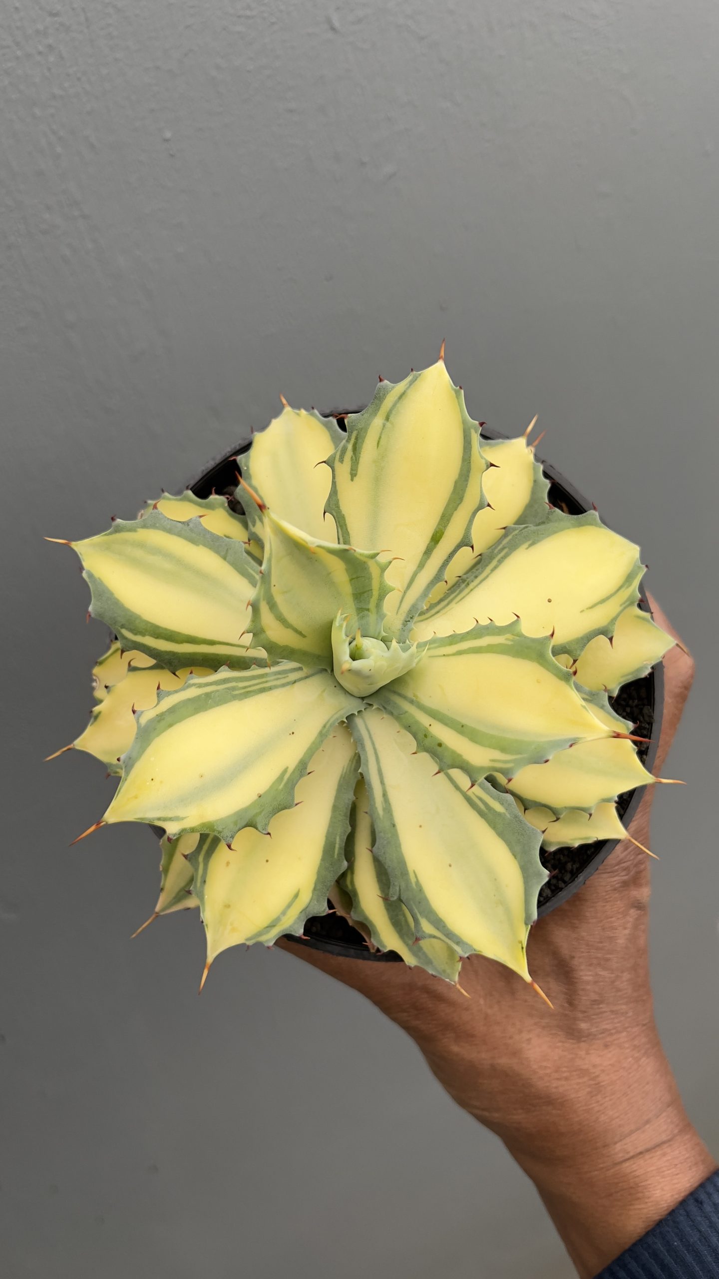 1449. Agave Istimensis Mediopicta - Image 3