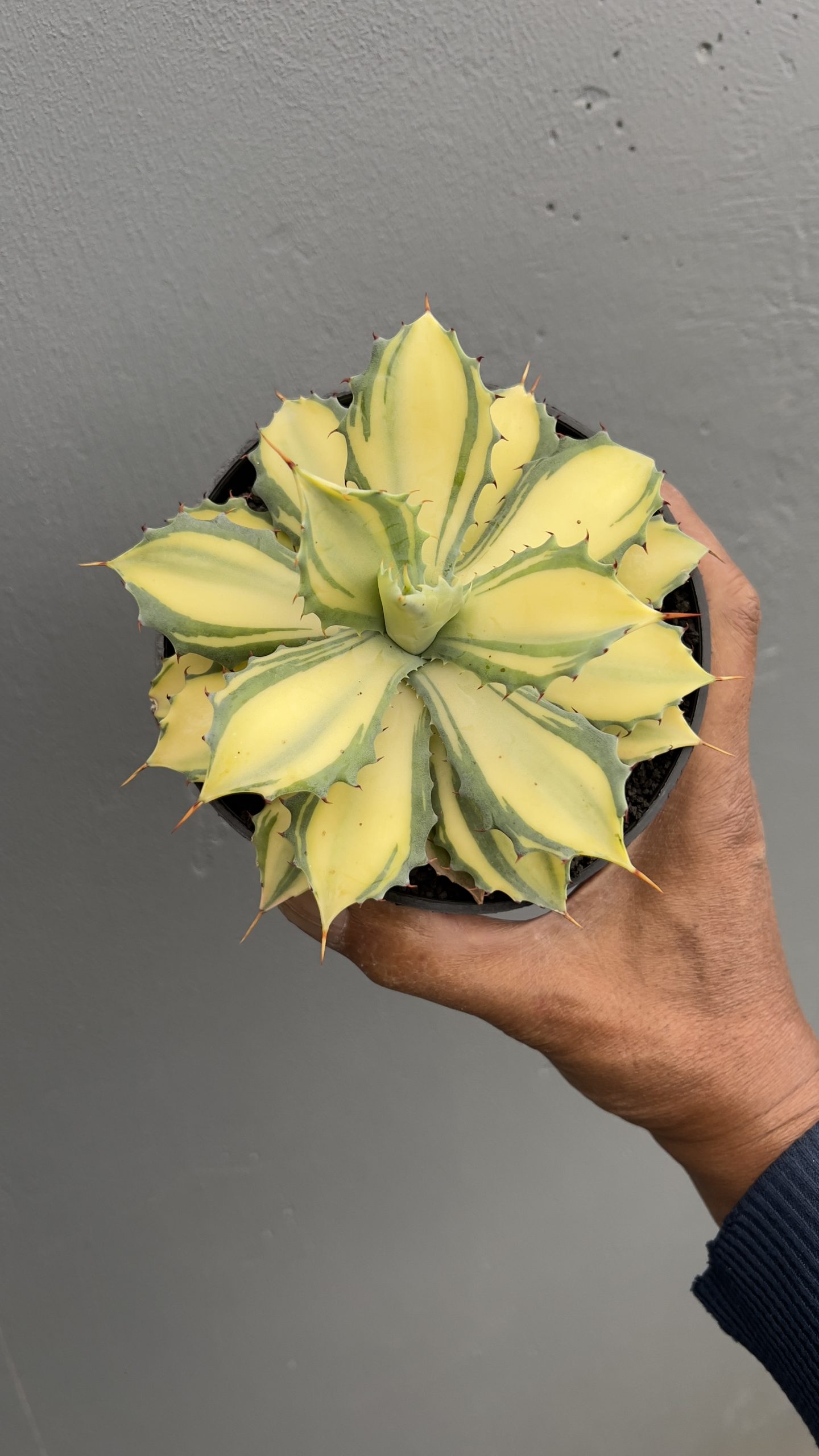 1449. Agave Istimensis Mediopicta - Image 4