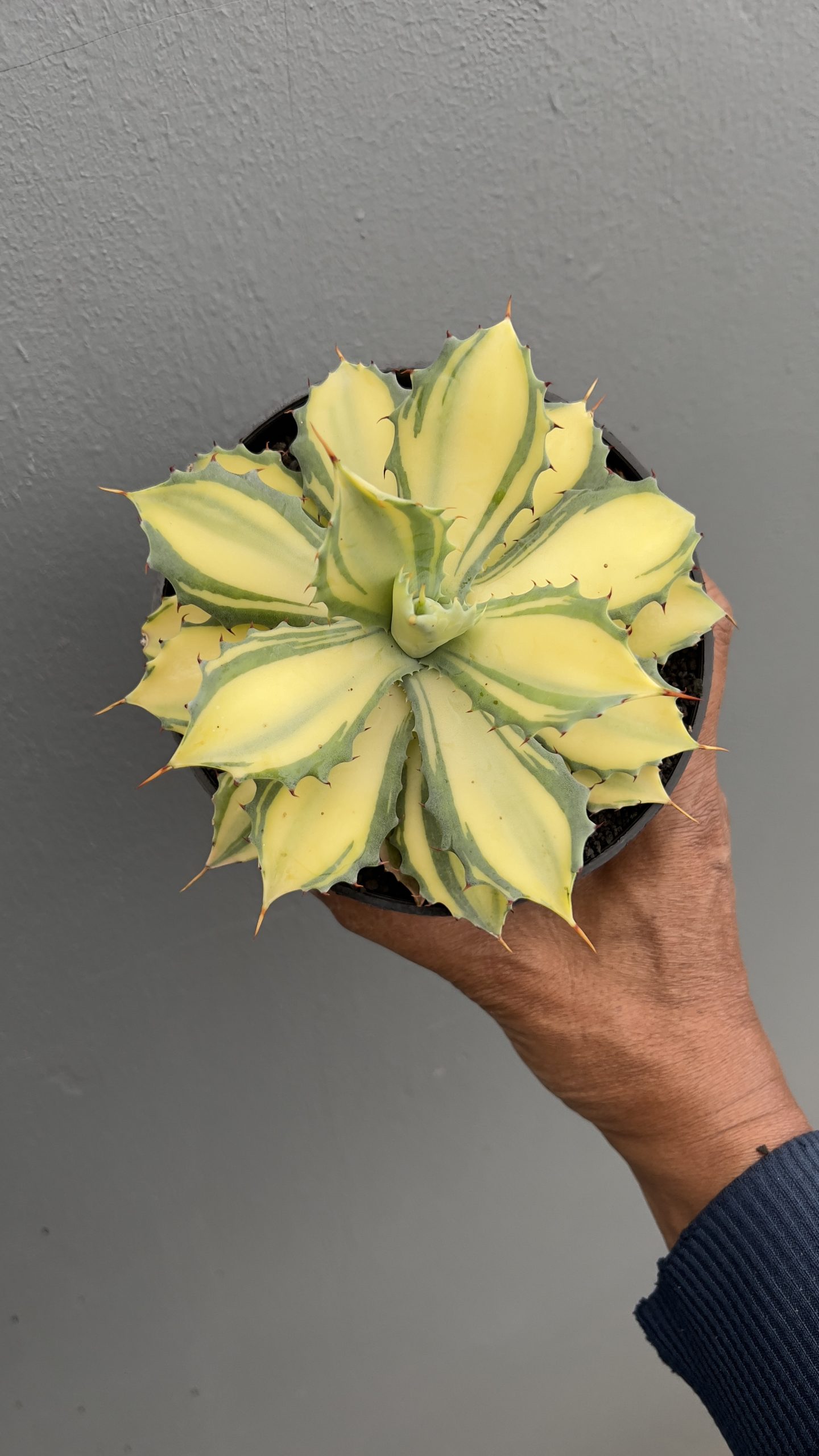 1449. Agave Istimensis Mediopicta - Image 5