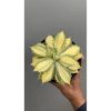 1449. Agave Istimensis Mediopicta
