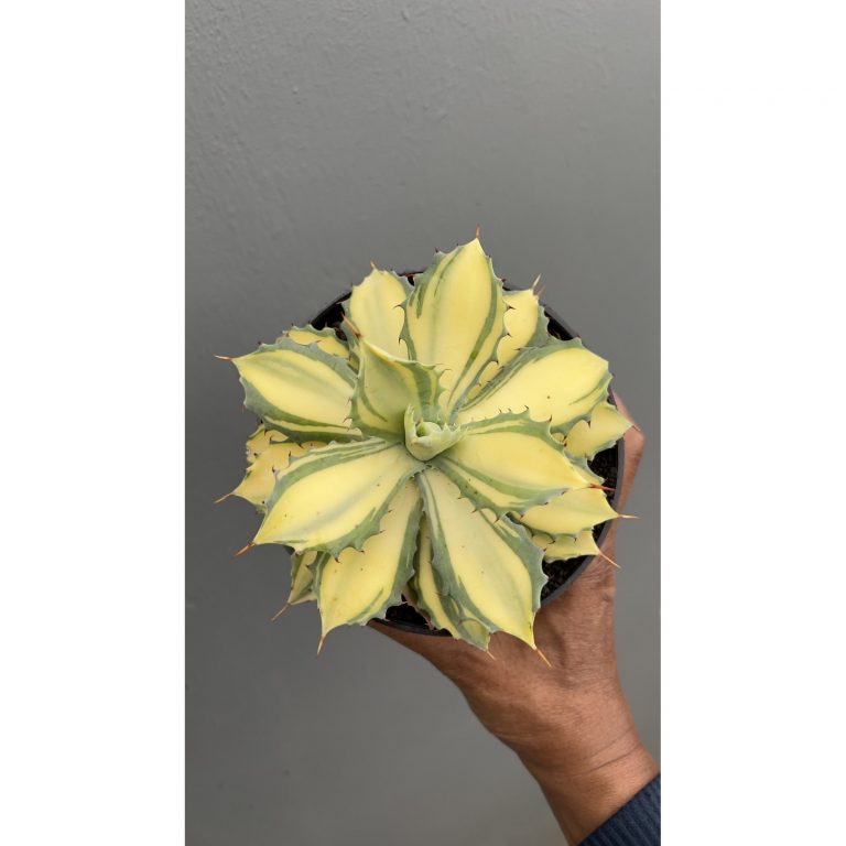1449. Agave Istimensis Mediopicta