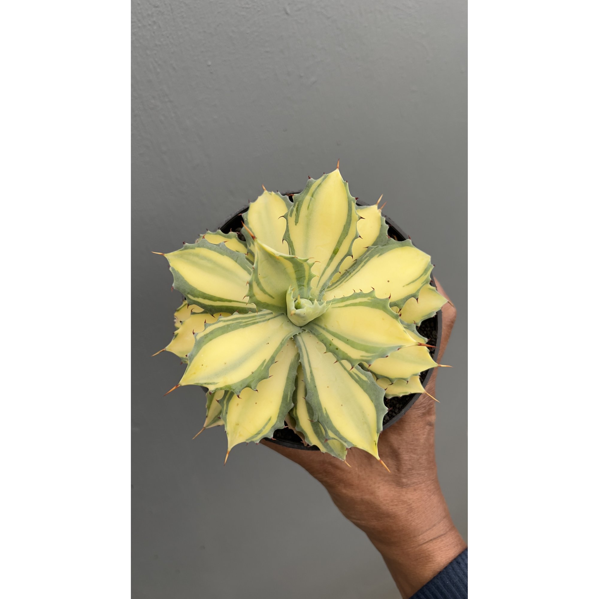 1449. Agave Istimensis Mediopicta