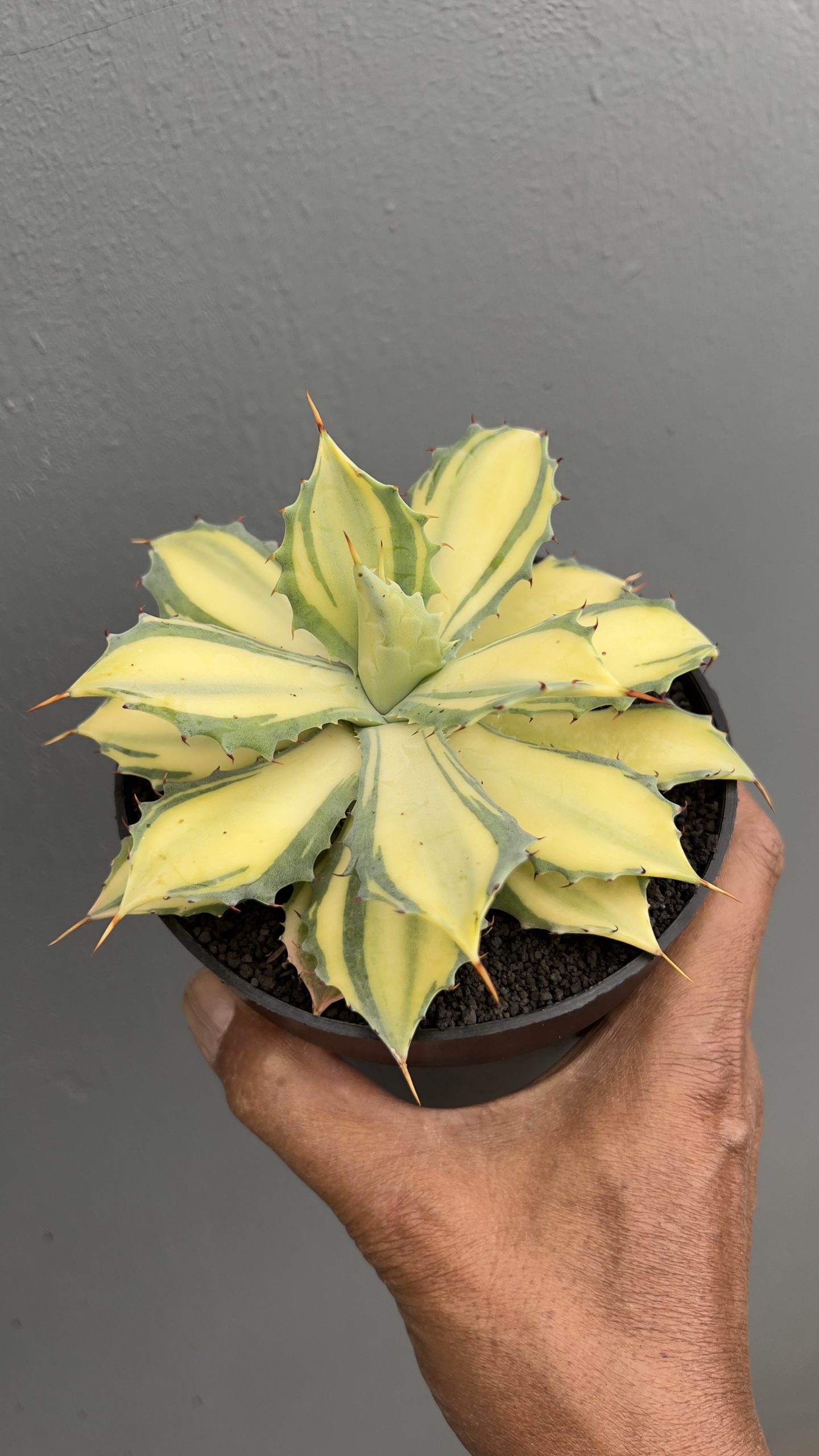 1449. Agave Istimensis Mediopicta - Image 6