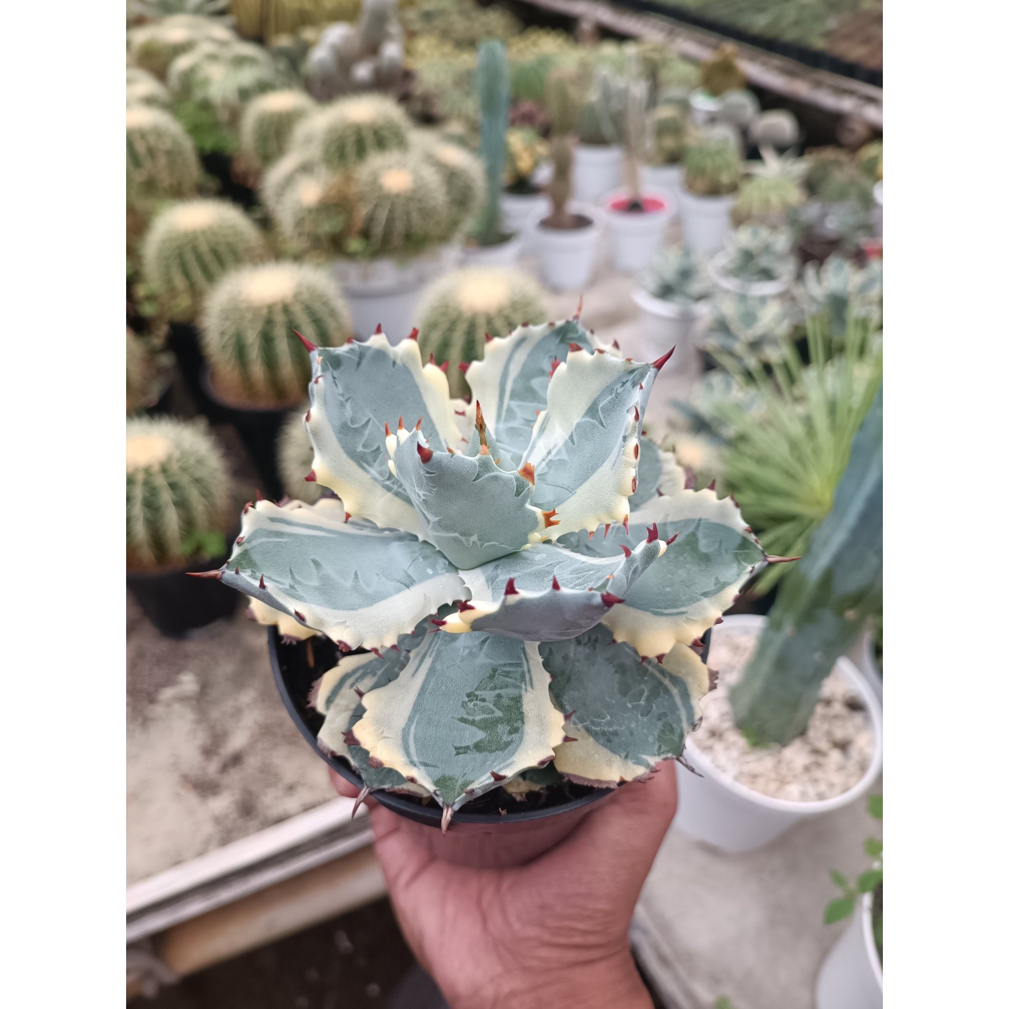 1714. Agave Kabutogani size 12 cm