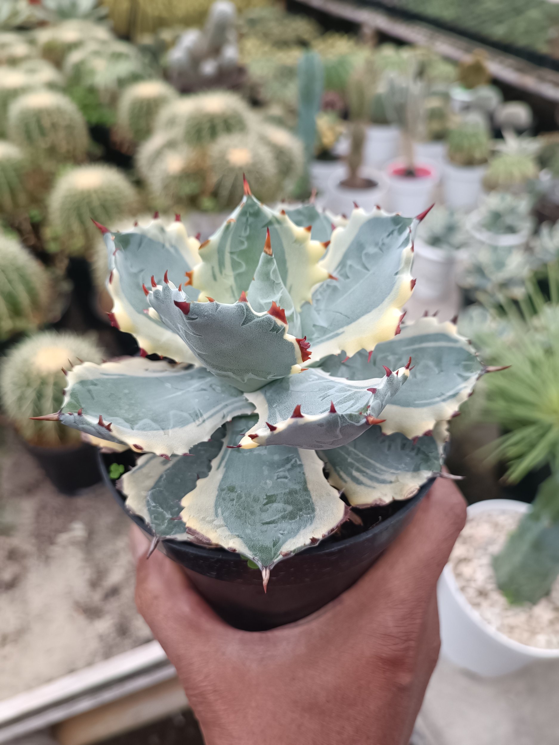 1714. Agave Kabutogani size 12 cm - Image 2