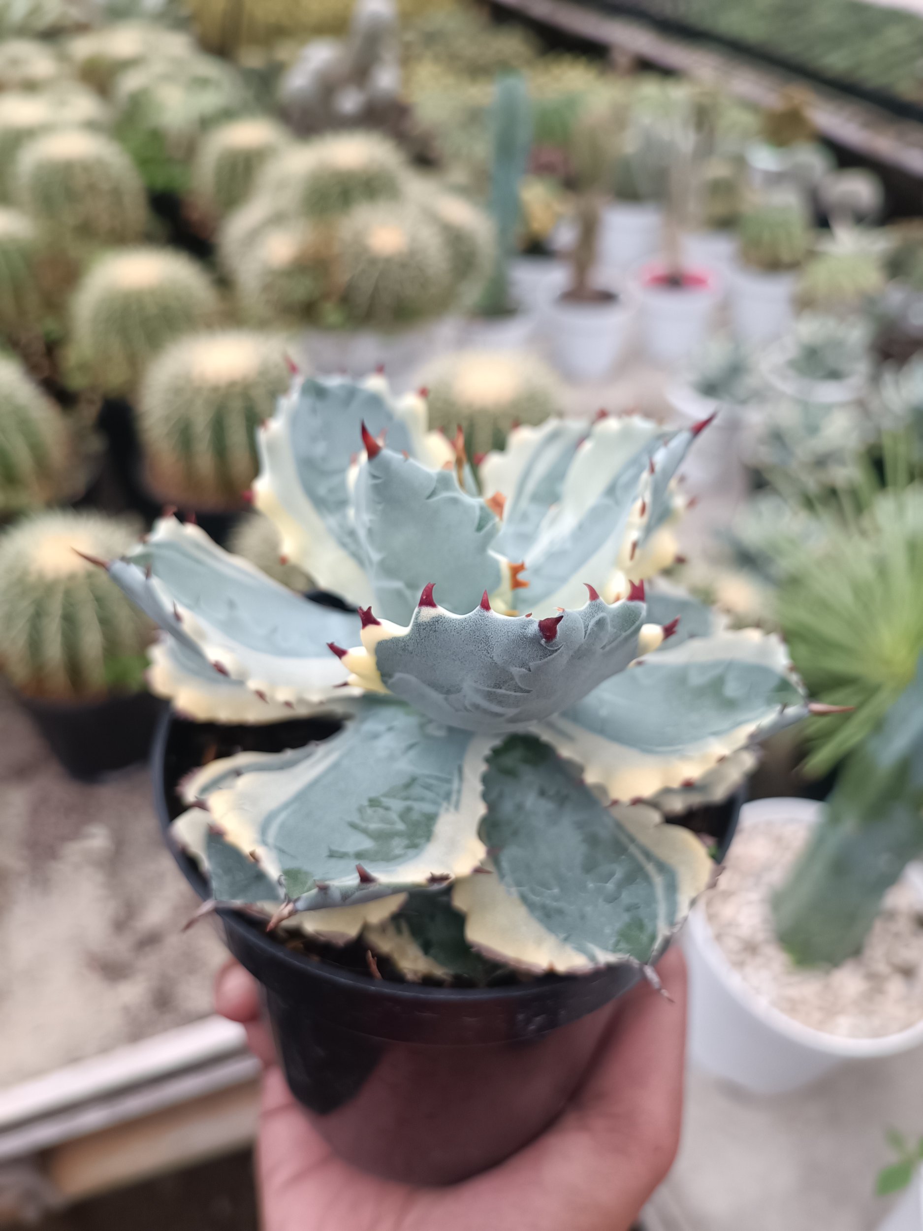 1714. Agave Kabutogani size 12 cm - Image 3