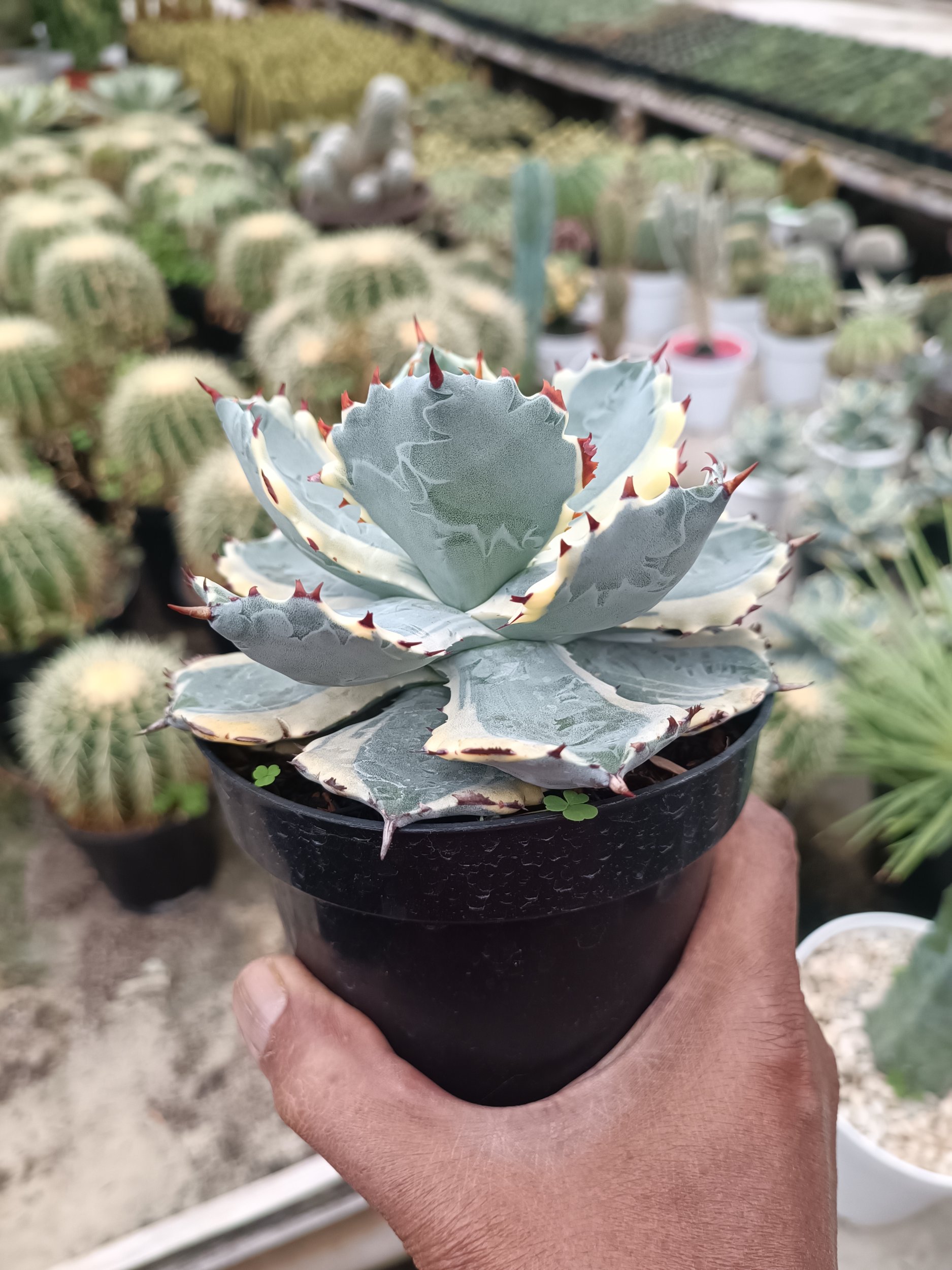 1714. Agave Kabutogani size 12 cm - Image 4