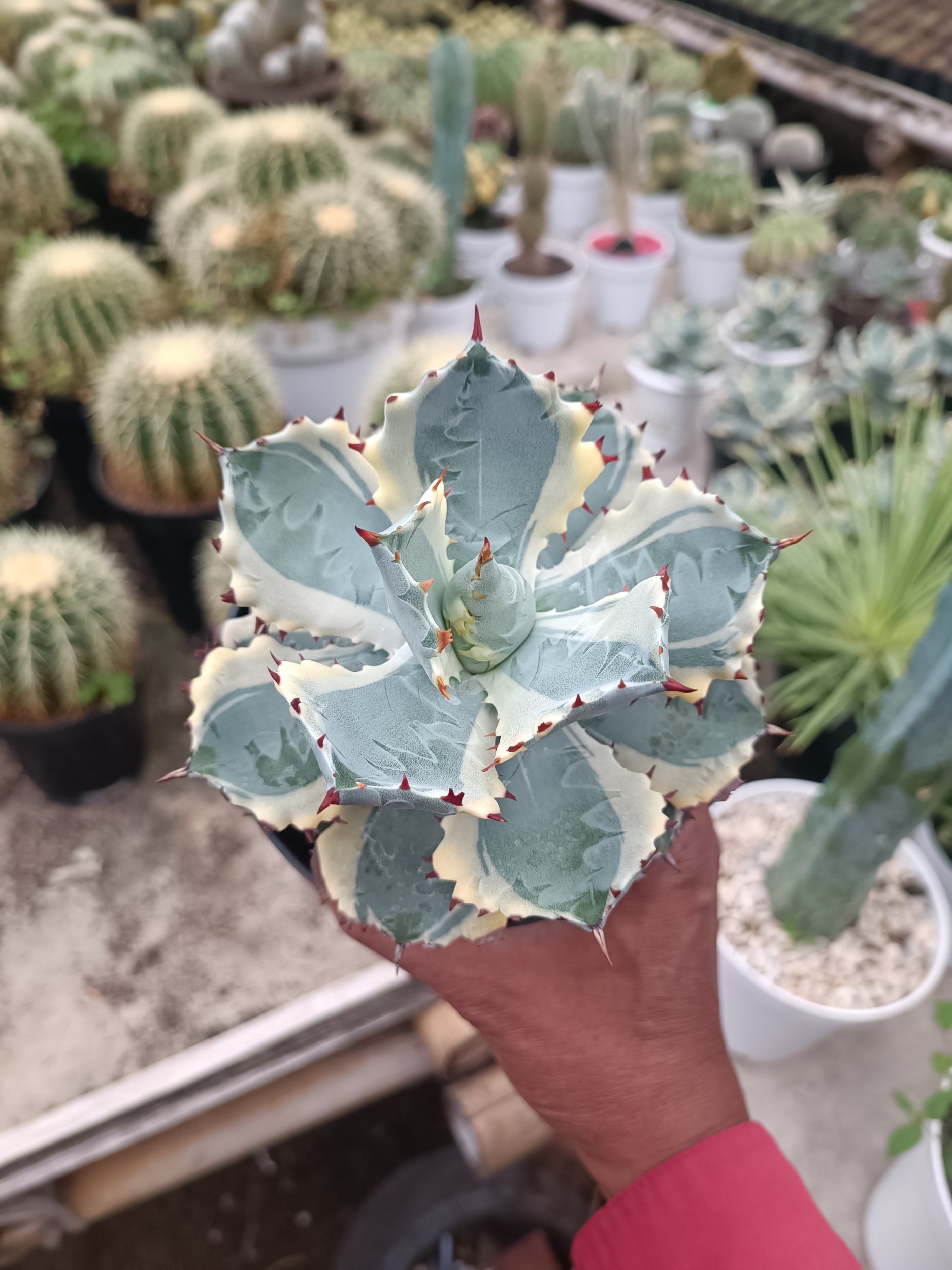 1714. Agave Kabutogani size 12 cm - Image 5